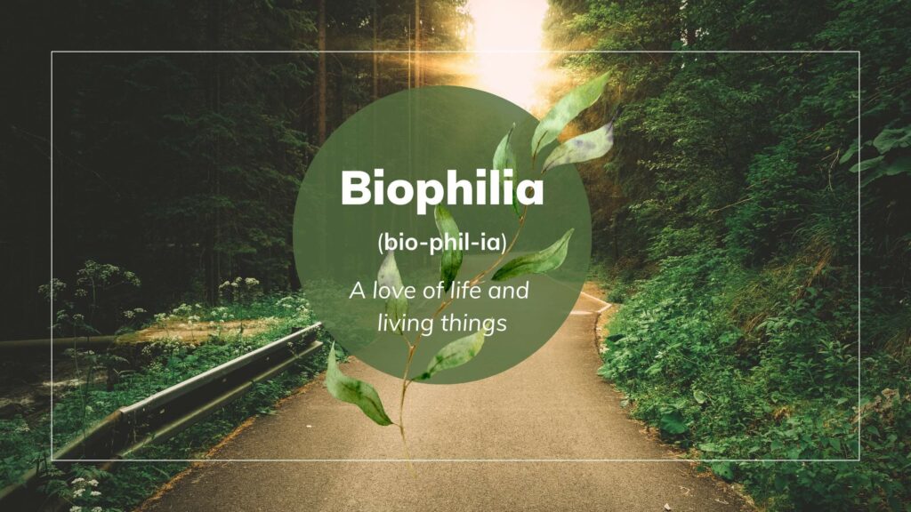 What Biophilic Design is: concept, examples, materials, and foundational studies 2 An image of wood path with a text about biophilia